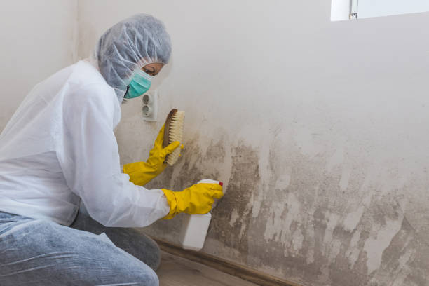 Best DIY Mold Remediation Support Services in Manorhaven, NY