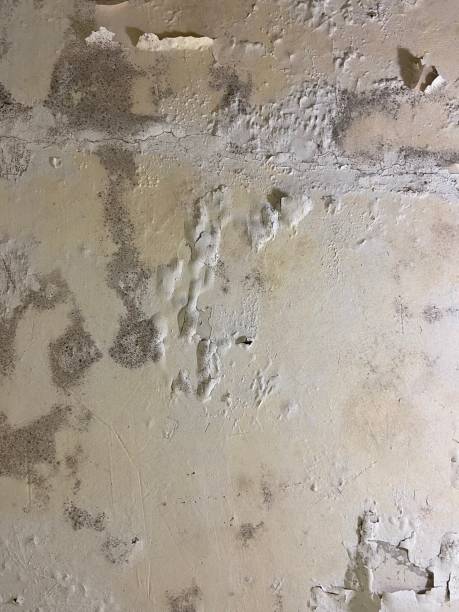 Best DIY Mold Remediation Support Services in Manorhaven, NY