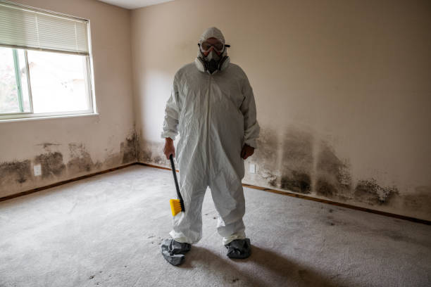Best Post-Flood Mold Remediation in Manorhaven, NY