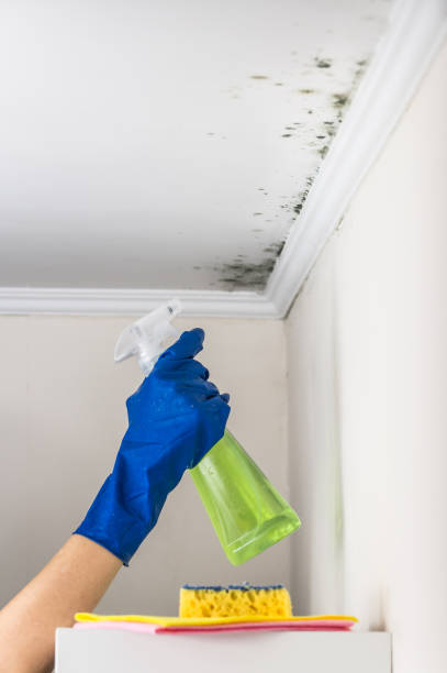 Best Bathroom Mold Remediation in Manorhaven, NY