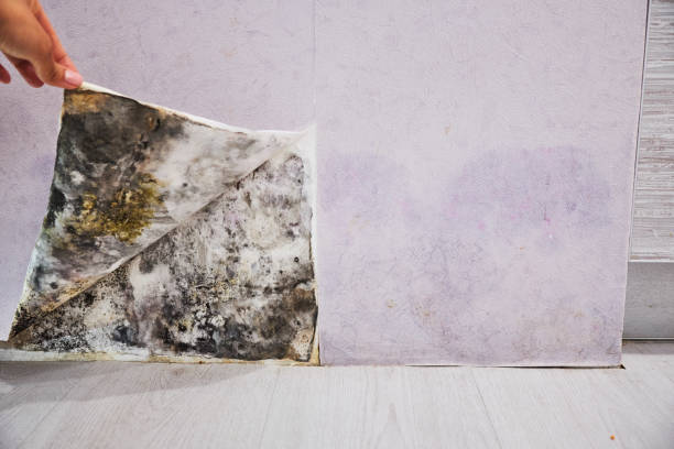 Best Commercial Mold Remediation in Manorhaven, NY